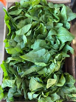 Espinaca Cajón X 8 Atados