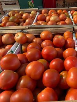 Tomate Redondo Red Med